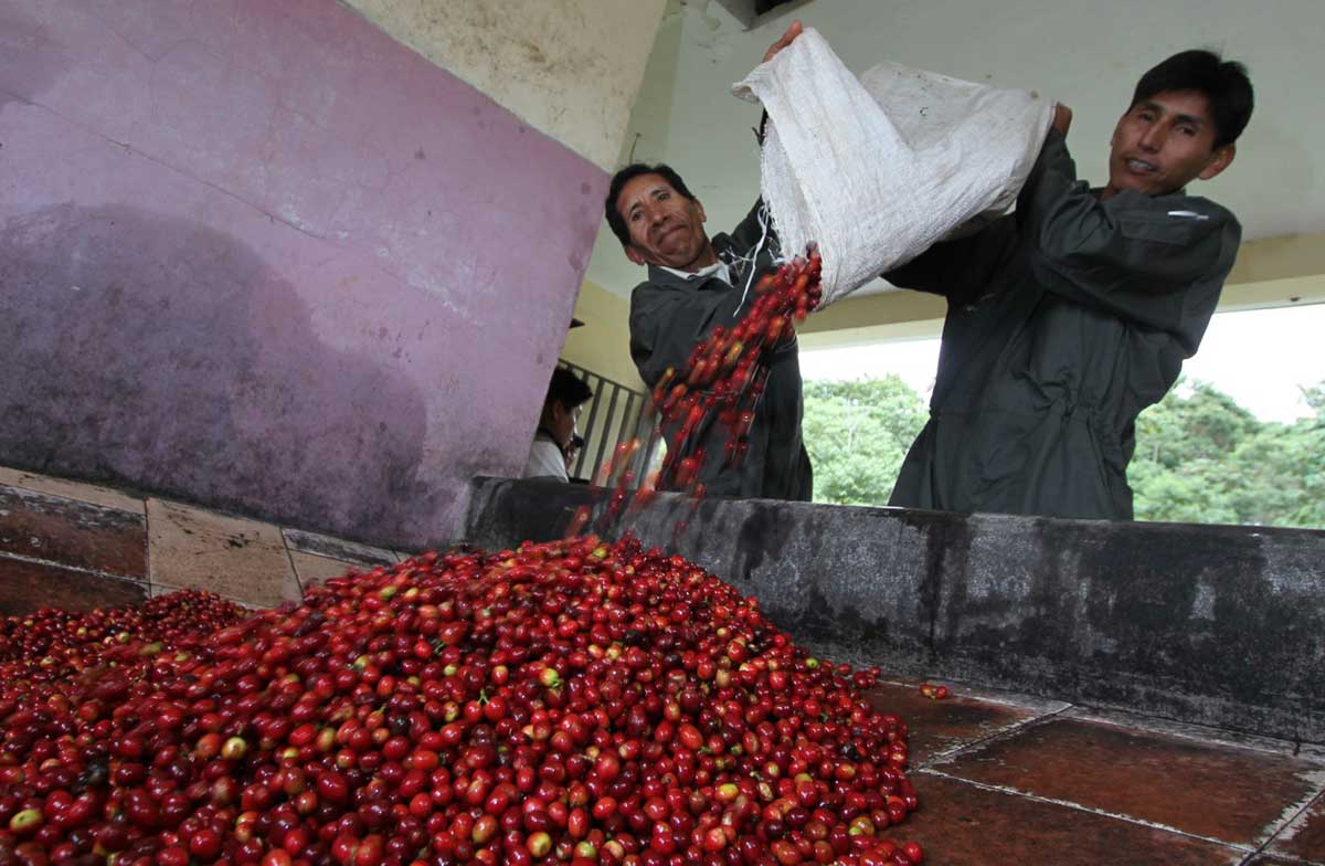 Café de Caranavi el aromaque supera la crisis La Razón Noticias de