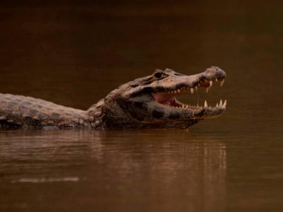 Cumbre De Especies Amenazadas Autoriza Comercio De Cocodrilos