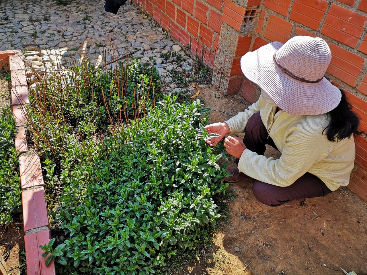 Al Menos 14 Plantas Medicinales Pueden Cultivarse En Casa La Razón 9126