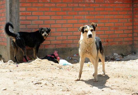 Cada Dia 150 Personas Son Mordidas Por Perros En Bolivia La Razon Noticias De Bolivia Y El Mundo