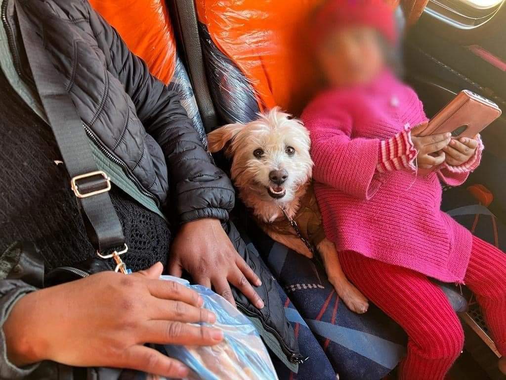 se puede viajar con perros