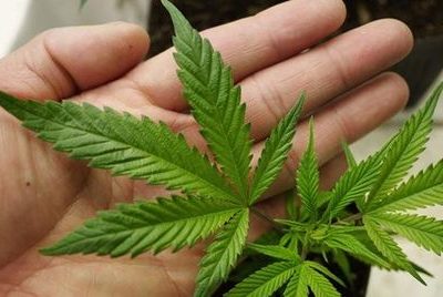 EEUU a punto de reclasificar la marihuana como droga menos peligrosa - La Razón