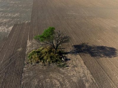 La agricultura y la ganader a devoran los bosques del Gran Chaco