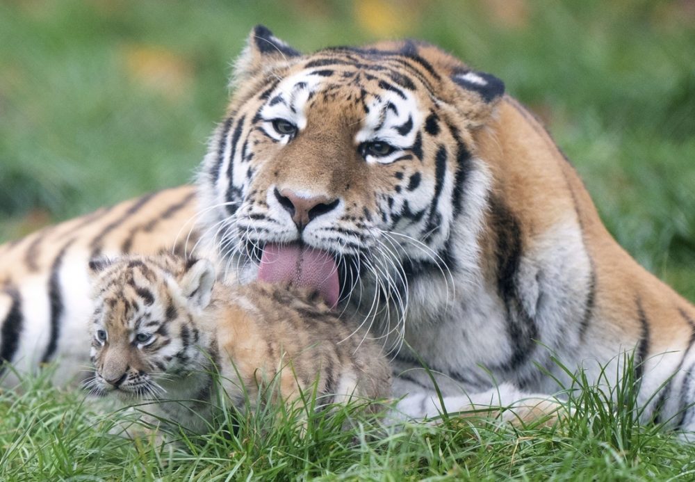 La fauna salvaje víctima de productos químicos imperecederos