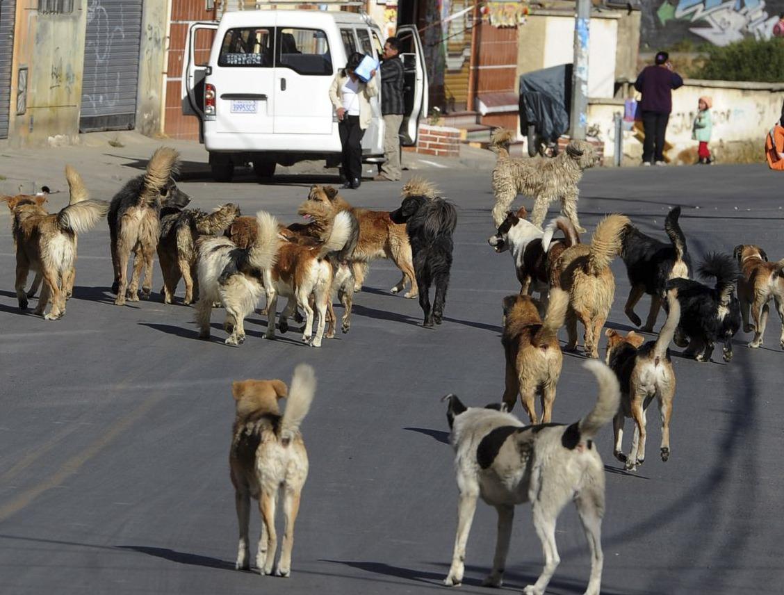 Un hombre muere tras ser atacado por una jauría de perros en Oruro