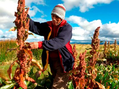 China cooperará con Bolivia en tecnología para la producción de quinua